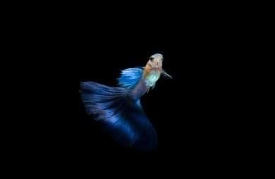 Japan Blue Tail Guppy(1 pair)