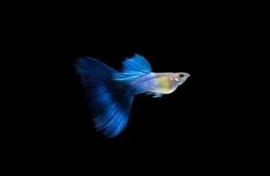 Japan Blue Tail Guppy(1 pair)