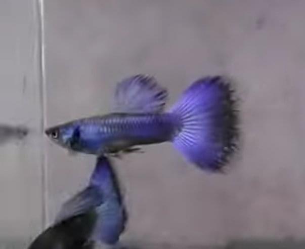 Purple Moscow Guppy(1 pair)