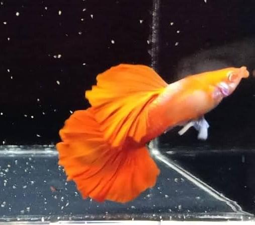 Albino Red Rose Cauli Dorsal Guppy(1 pair)