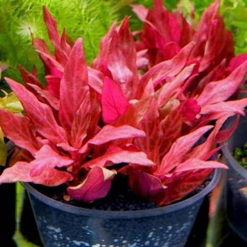 Alternanthera reineckii variegated(6 stems)