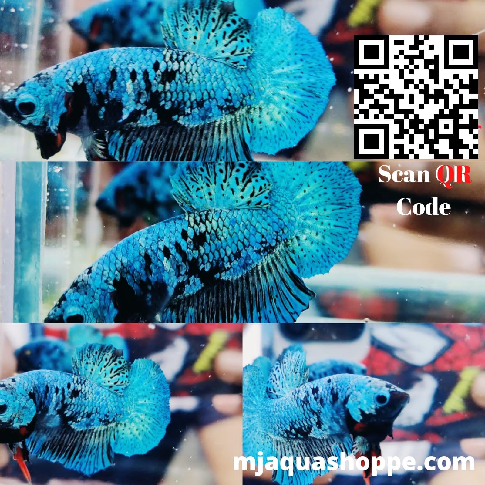 Avathar Plakad Betta(1 pair)