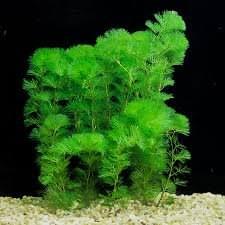 Green Cabomba(5 stem)
