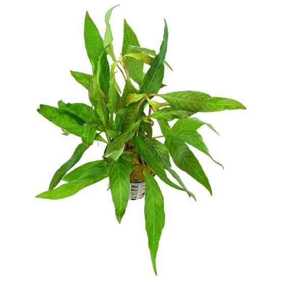 Hygrophila stricta(5 stem)