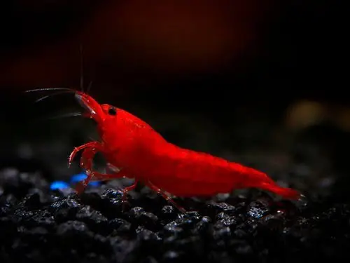 15 item Shrimp Combo(4 varieties shrimp+7 pcs Foxtails)